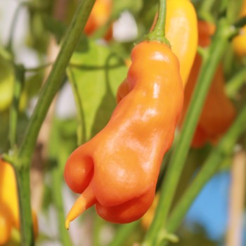Chili Erotica (Schärfe 7) (Samen)