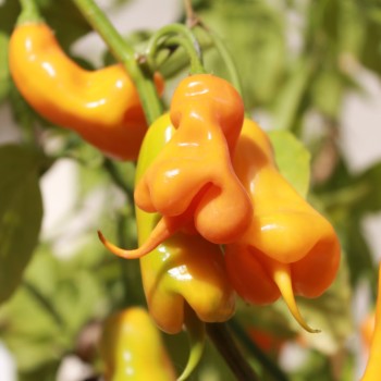 Chili Erotica (Schärfe 7) (Samen)