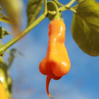 Chili Erotica (Schärfe 7) (Samen)
