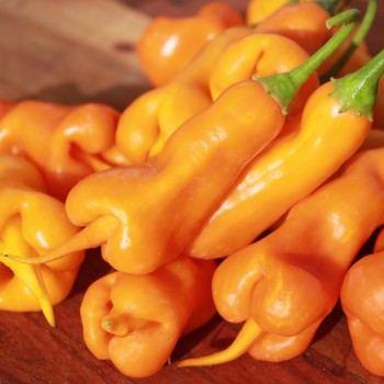 Chili Erotica (Schärfe 7) (Samen)