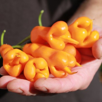 Chili Erotica (Schärfe 7) (Samen)