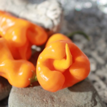 Chili Erotica (Schärfe 7) (Samen)