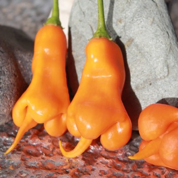 Chili Erotica (Schärfe 7) (Samen)