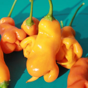 Chili Erotica (Schärfe 7) (Samen)
