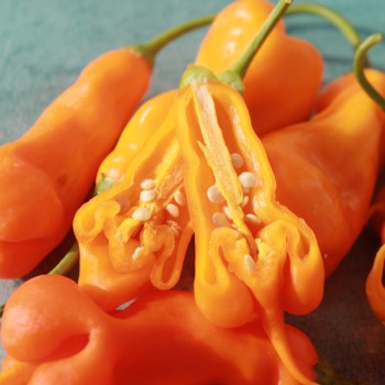 Chili Erotica (Schärfe 7) (Samen)
