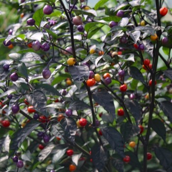 Chili Fadda (A/C 101 B) (Schärfe 6) (Samen)
