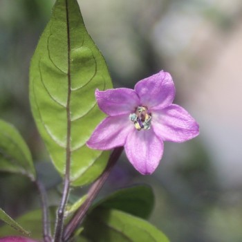 Chili Fadda (A/C 101 B) (Schärfe 6) (Samen)
