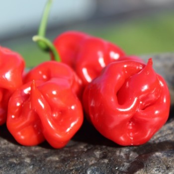 Neu! Chili Faddas Reaper Perfume (Schärfe 6) (Samen)