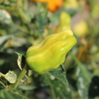 Chili Fish Pepper Orange (Schärfe 6) (Samen)
