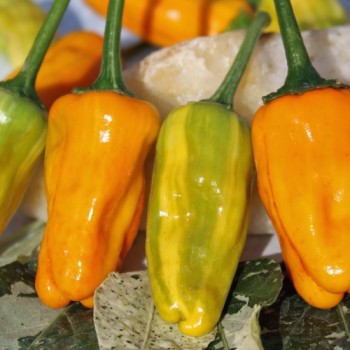 Chili Fish Pepper Orange (Schärfe 6) (Samen)