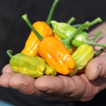 Chili Fish Pepper Orange (Schärfe 6) (Samen)