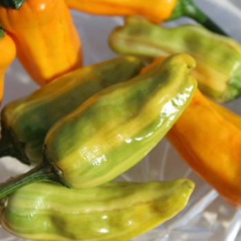 Chili Fish Pepper Orange (Schärfe 6) (Samen)