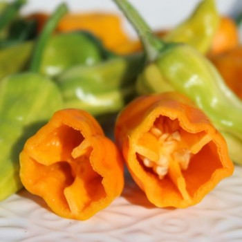 Chili Fish Pepper Orange (Schärfe 6) (Samen)