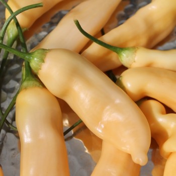 Chili Fragrant Bellini (Schärfe 4) (Samen)