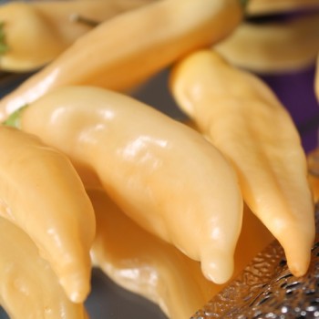 Chili Fragrant Bellini (Schärfe 4) (Samen)