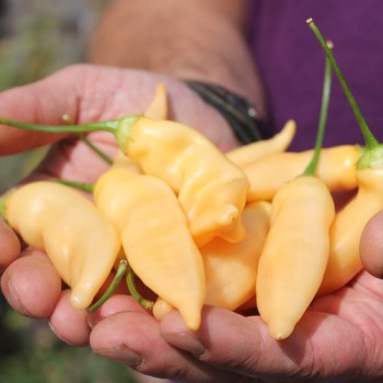 Chili Fragrant Bellini (Schärfe 4) (Samen)