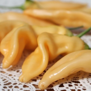 Chili Fragrant Bellini (Schärfe 4) (Samen)