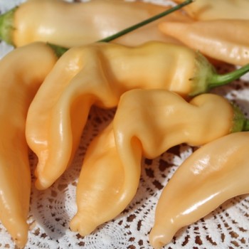 Chili Fragrant Bellini (Schärfe 4) (Samen)