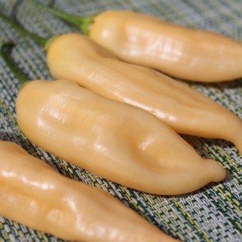 Chili Fragrant Bellini (Schärfe 4) (Samen)