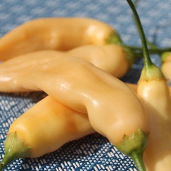 Chili Fragrant Bellini (Schärfe 4) (Samen)