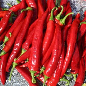 Neu! Chili Gochugaru (Korean Giant Kimchi) (Schärfe 2) (Samen)