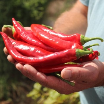 Neu! Chili Gochugaru (Korean Giant Kimchi) (Schärfe 2) (Samen)