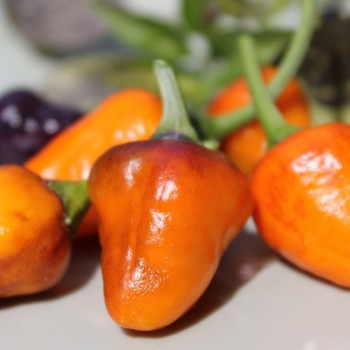 Chili Golden Nugget (panaschiert) (Schärfe 4) (Samen)