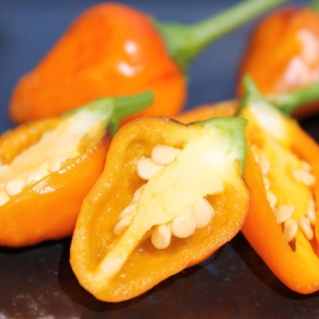 Chili Golden Nugget (panaschiert) (Schärfe 4) (Samen)