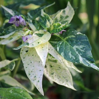 Chili Golden Nugget (panaschiert) (Schärfe 4) (Samen)