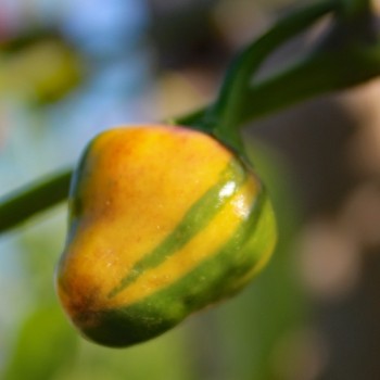 Chili Golden Nugget (panaschiert) (Schärfe 4) (Samen)