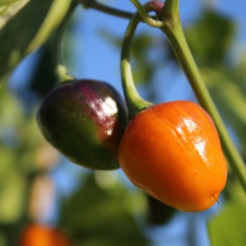Chili Golden Nugget (panaschiert) (Schärfe 4) (Samen)