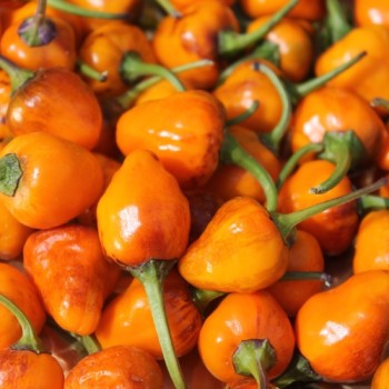 Chili Golden Nugget (panaschiert) (Schärfe 4) (Samen)