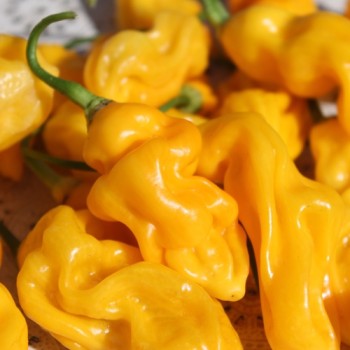 Chili Goronong (Schärfe 10) (Samen)
