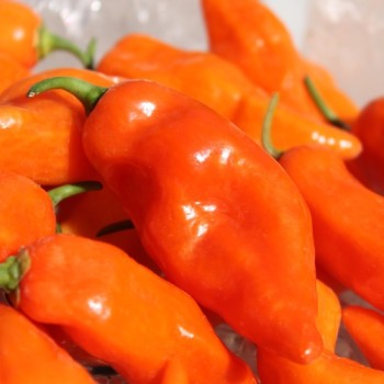 Chili Habanada (Schärfe 0) (Samen)