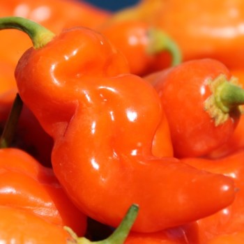 Chili Habanada (Schärfe 0) (Samen)