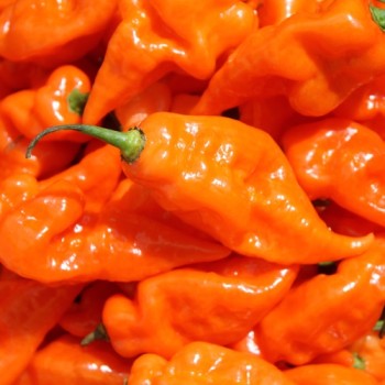 Chili Habanada (Schärfe 0) (Samen)