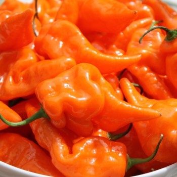 Chili Habanada (Schärfe 0) (Samen)