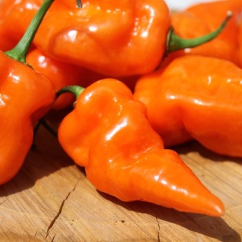 Chili Habanada (Schärfe 0) (Samen)