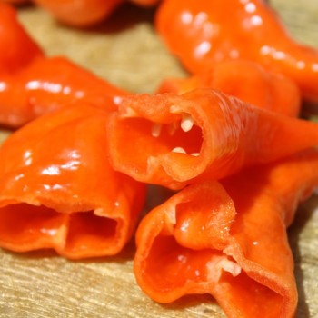 Chili Habanada (Schärfe 0) (Samen)
