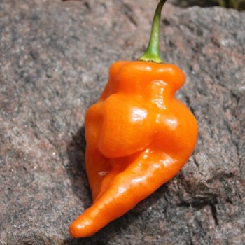 Chili Habanada (Schärfe 0) (Samen)