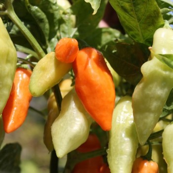 Chili Habanada (Schärfe 0) (Samen)