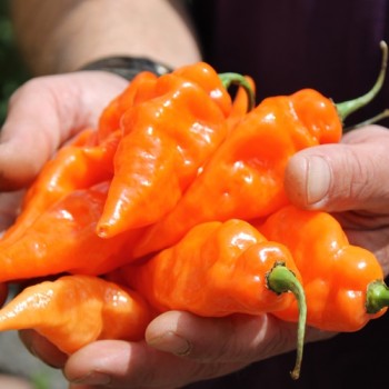 Chili Habanada (Schärfe 0) (Samen)