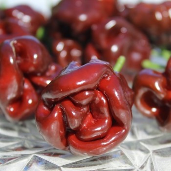 Neu! Chili Habanero Sweet Brown (Schärfe 1) (Samen)