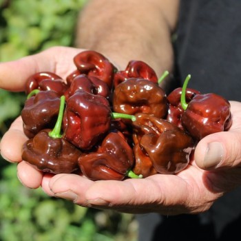 Neu! Chili Habanero Sweet Brown (Schärfe 1) (Samen)