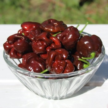 Neu! Chili Habanero Sweet Brown (Schärfe 1) (Samen)