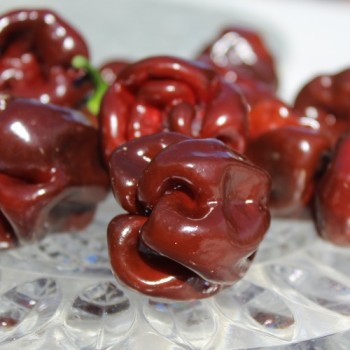 Neu! Chili Habanero Sweet Brown (Schärfe 1) (Samen)