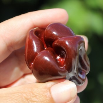 Neu! Chili Habanero Sweet Brown (Schärfe 1) (Samen)