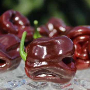 Neu! Chili Habanero Sweet Brown (Schärfe 1) (Samen)