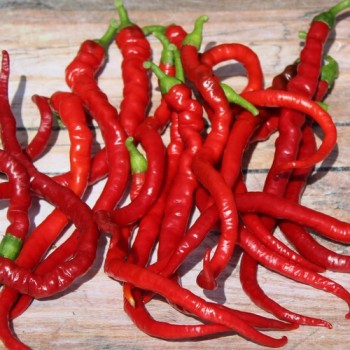 Chili Hair (Kil Biber) (Schärfe 5) (Samen)