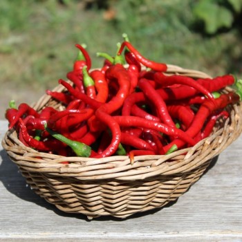 Chili Hair (Kil Biber) (Schärfe 5) (Samen)